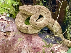 Bothrops osbornei
