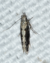 Coleotechnites florae