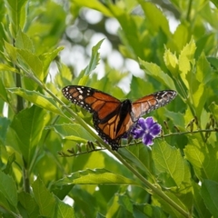 Danaus plexippus