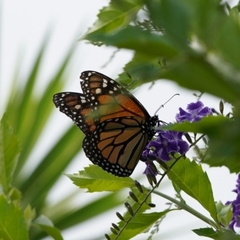 Danaus plexippus