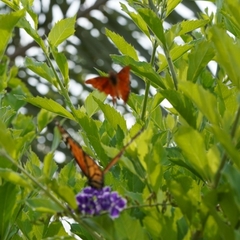 Danaus plexippus