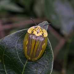 Physonota stigmatilis