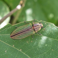 Agaeocera