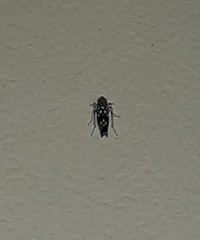 Trypanalebra maculata