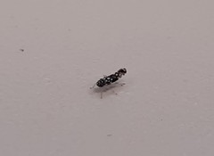 Trypanalebra maculata