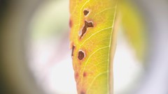 Wilsonomyces carpophilus