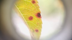 Wilsonomyces carpophilus