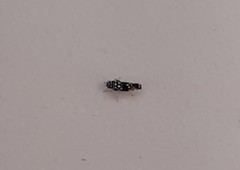 Trypanalebra maculata