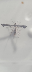 Anstenoptilia