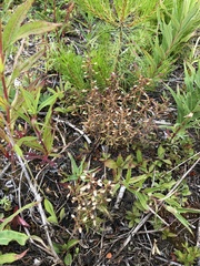 Pedicularis labradorica