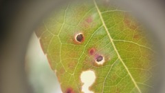 Wilsonomyces carpophilus