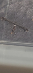 Anstenoptilia