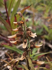 Pedicularis labradorica