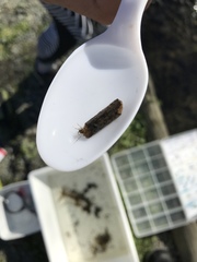 Triplectides obsoletus