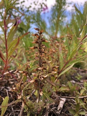 Pedicularis labradorica