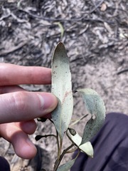 Eucalyptus fibrosa