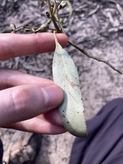 Eucalyptus fibrosa