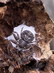 Bassaniana utahensis