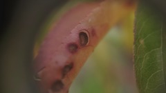 Wilsonomyces carpophilus