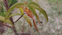 Wilsonomyces carpophilus