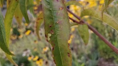 Wilsonomyces carpophilus