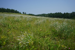 Astragalus melilotoides
