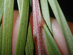 Acacia longissima