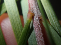 Acacia longissima