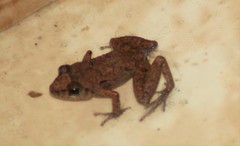Eleutherodactylus planirostris
