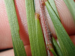 Acacia longissima