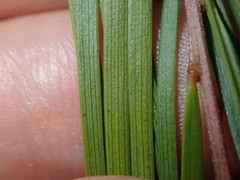 Acacia longissima