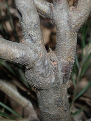 Acacia longissima