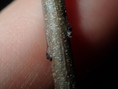 Acacia longissima