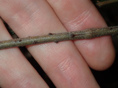 Acacia longissima