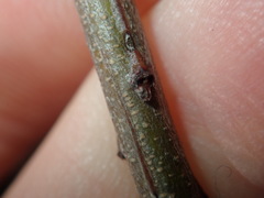 Acacia longissima