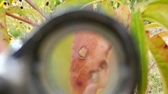 Wilsonomyces carpophilus