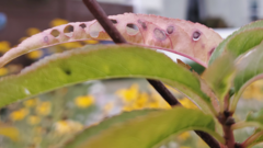 Wilsonomyces carpophilus