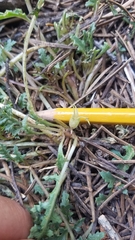 Pedicularis semibarbata