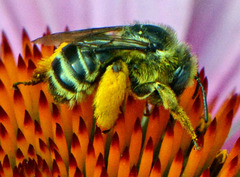 Melissodes illatus
