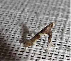 Caloptilia umbratella