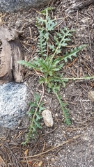 Pedicularis semibarbata