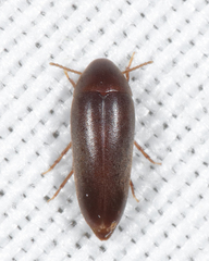 Anisoxya glaucula
