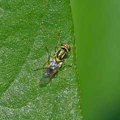 Euparyphus cinctus