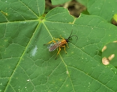 Theronia