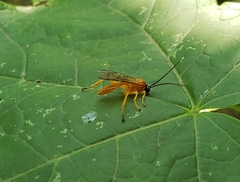 Theronia