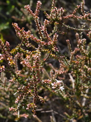 Micromyrtus ciliata