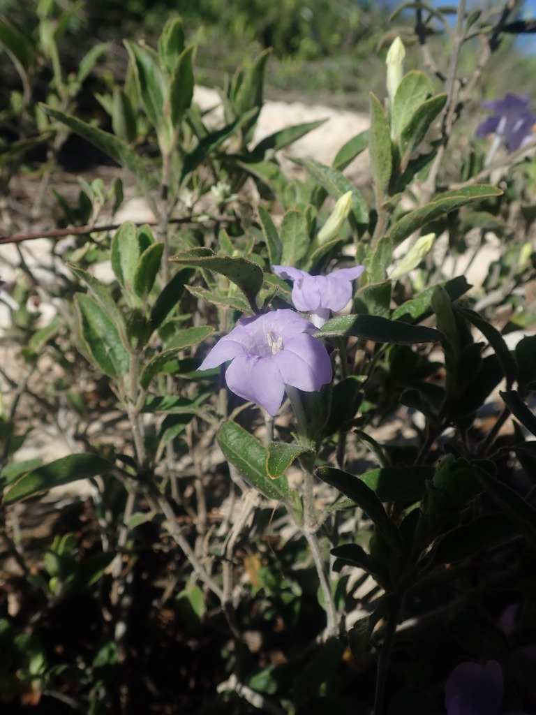Ruellia transitoria