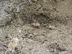 Sicarius thomisoides