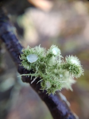 Usnea molliuscula