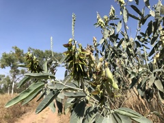 Crotalaria cunninghamii
